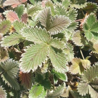 Potentilla atrosanguinea var. argyrophylla CC7185